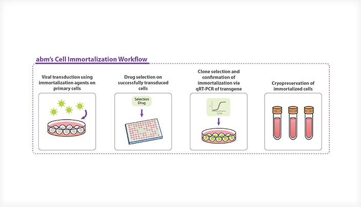 Cell Immortalization Workflow 