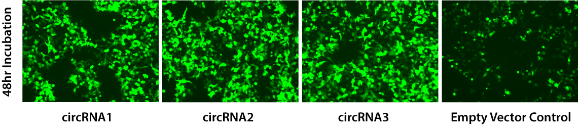 DNAfectin_Plus