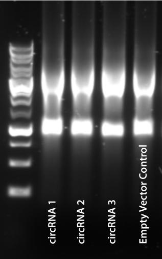 Gel Staining Image