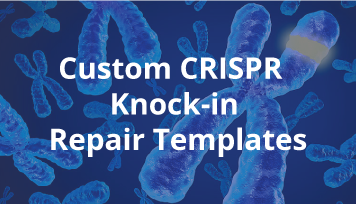 Custom CRISPR Knock-in Repair Templates