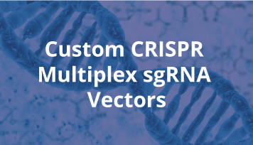 Custom CRISPR Multiplex sgRNA Vectors