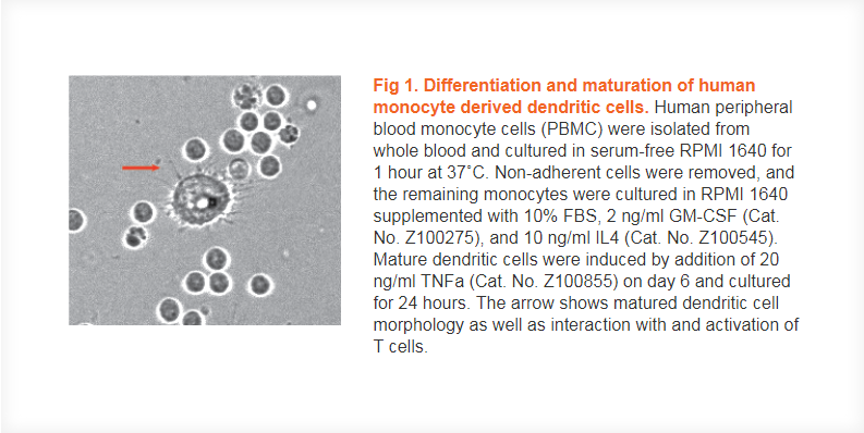 Cell differentiation and maturation using abm's Growth Factors