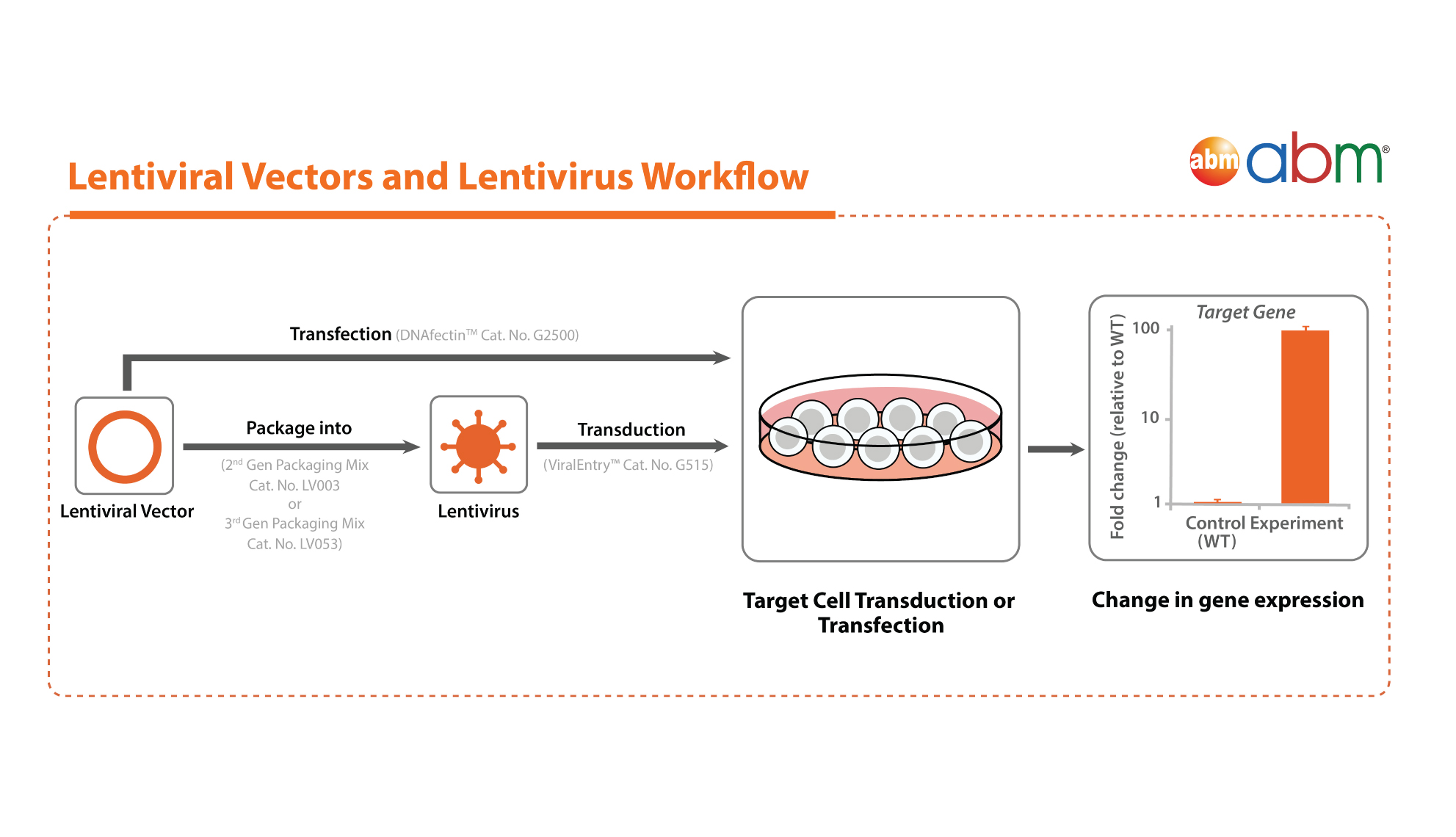 ready-to-use lentiviral vectors and viruses workflow
