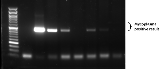 Mycoplasma PCR data