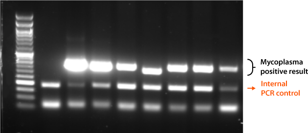 Mycoplasma Pro Data