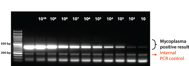 Mycoplasma PCR data