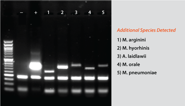 Mycoplasma Pro Data