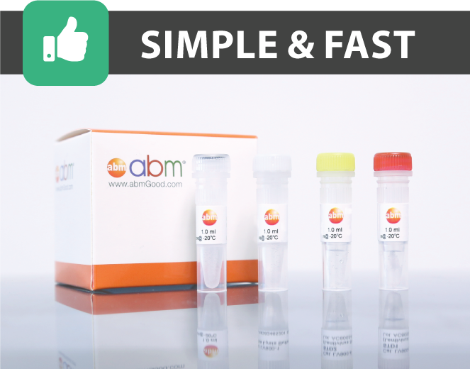Mycoplasma PCR Kit
