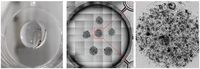 Representative organoid imaging and formation in 3DCelMatrix