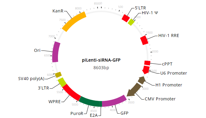 piLenti-siRNA-GFP2 vector map