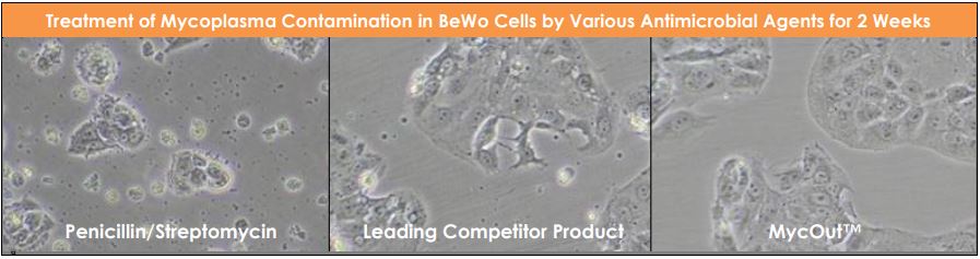 MycOut performance compared to Pen/Strep and Leading Competitor Product