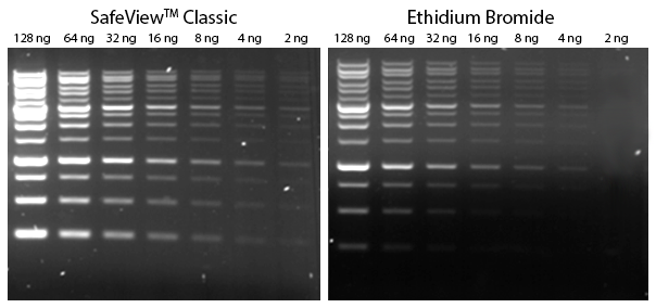 SafeView™ Classic is more sensitive than Ethidium Bromide