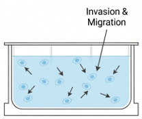 Thin gel workflow for invasion and migration