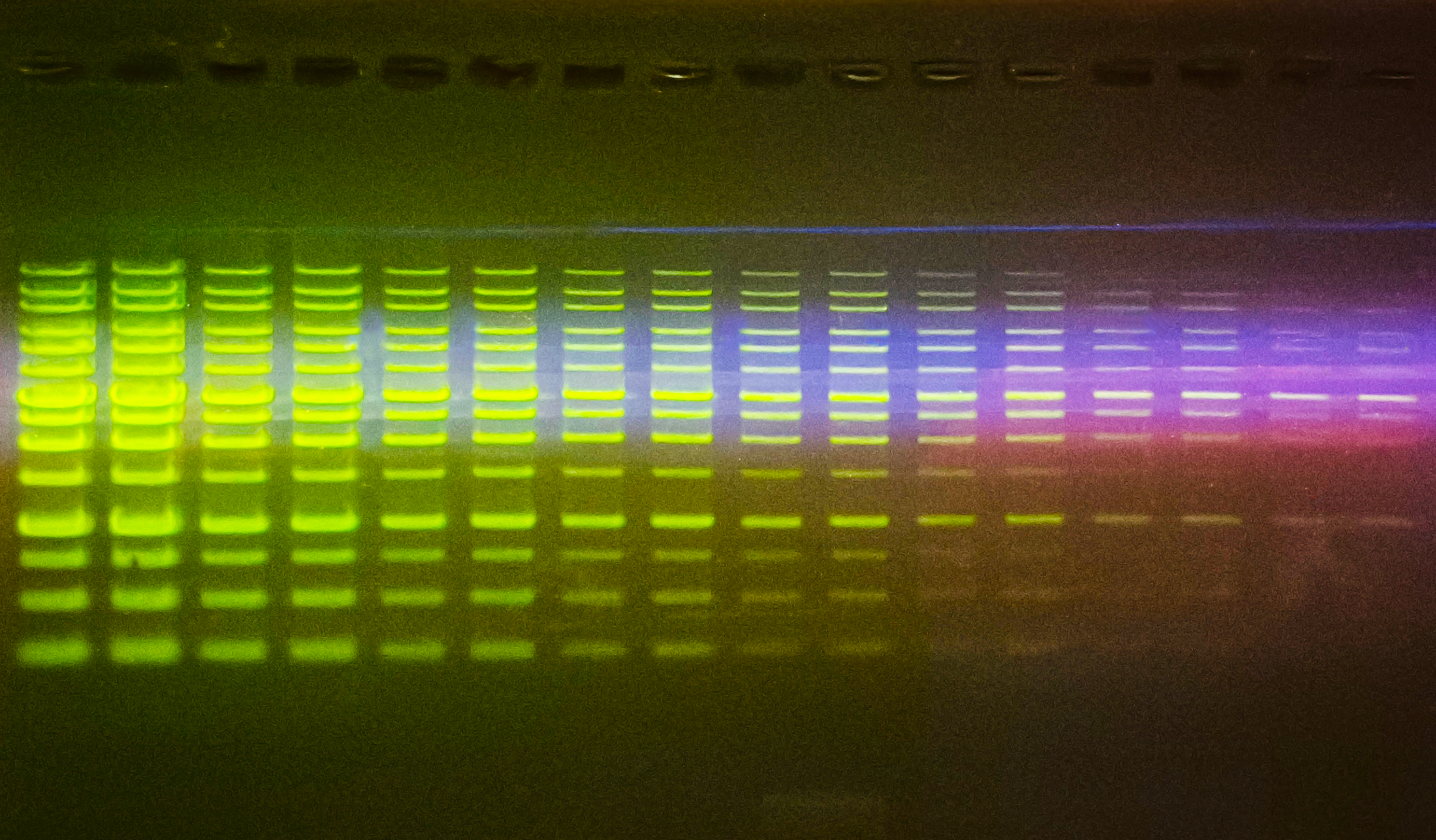 SafeViewER™ uses Blue LED technology to visualize agarose gels