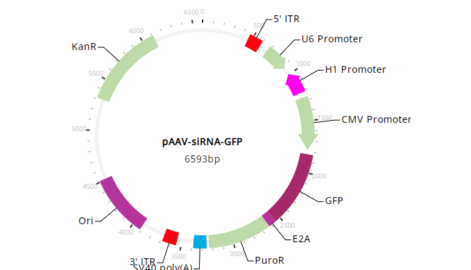 pAAV-siRNA-GFP vector map