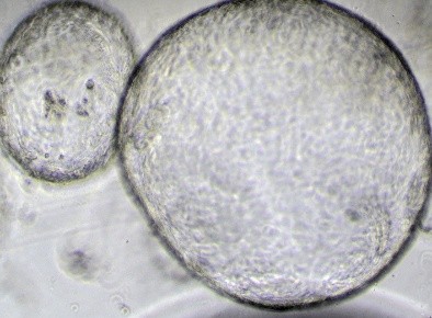 Uniform spheroid formation in 3DCelMatrix ECM solution