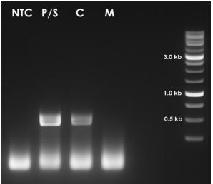 MycOut PCR Detection