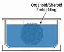 Thick gel workflow for organoid and spheroid embedding