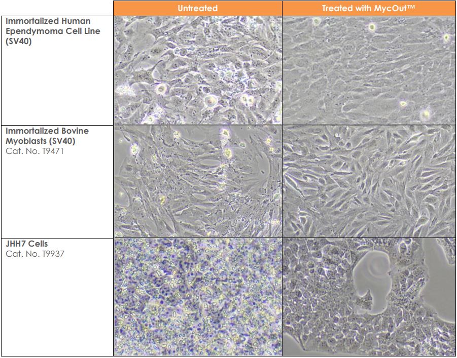 Cells before and after MycOut treatment