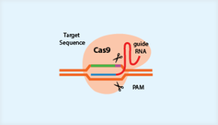 Introduction to CRISPR