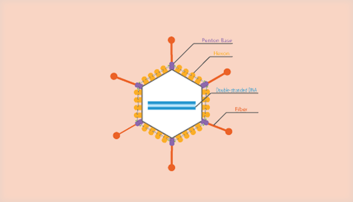 CRISPR Gene Activation Repression
