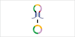 circRNA expression by vector and detection by qPCR